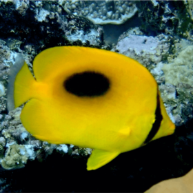 Chaetodon Speculum
