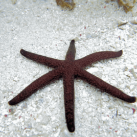 Echinaster Luzonicus