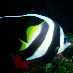 Heniochus Acuminatus