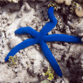 Linckia Laevigata Blue