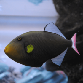 Melichthys Vidua