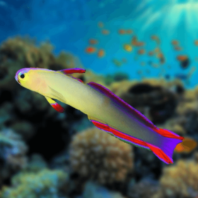 Nemateleotris Decora