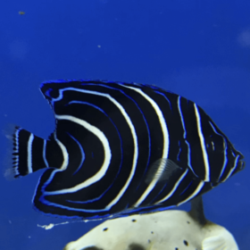 Pomacanthus Semicirculatus