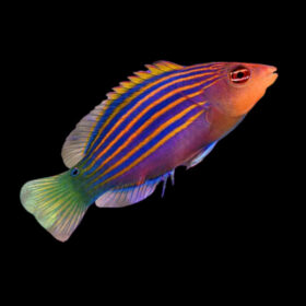 Pseudocheilinus Hexataenia, Sixline Wrasse