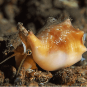 Strombus Dentatus