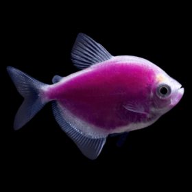 Tetra Fluorescent Galactic Purple