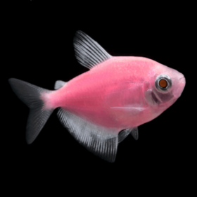 Tetra Fluorescent Moonrise Pink