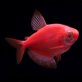 Tetra Fluorescent Starfire Red