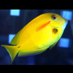 Acanthurus Olivaceus