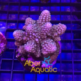 Acropora Humilis Purple