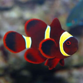 Amphiprion Epigramma