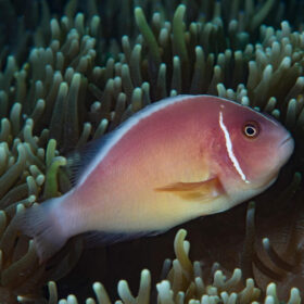 Amphiprion Perideraion
