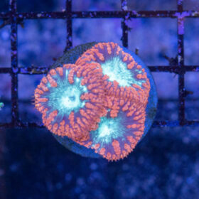 Blastomussa Wellsi Red Blasto