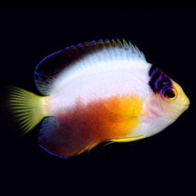 Centropyge multicolor, Multicolor angelfish