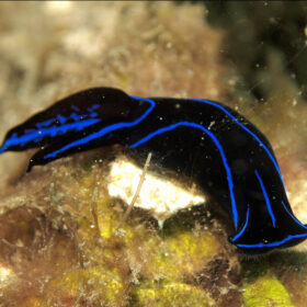 Chelidonura Varians