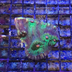 Echinophyllia Multicolor Chalice 