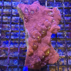 Echinophyllia Ultra Red