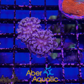 Euphyllia Paraancora Purple