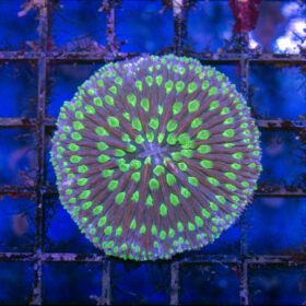 Fungia purple green