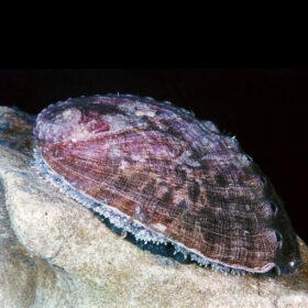 Haliotis Abalone