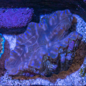 Hippopus Clam