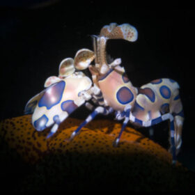 Hymenocera Picta, Harlequin shrimp