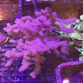 Klyxum, Colt Soft Coral