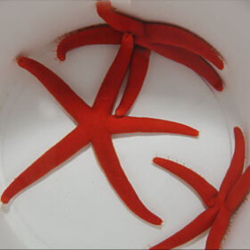 Linckia red starfish