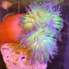 Macrodactyla Doreensis Ultra