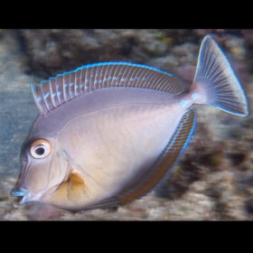 Naso Unicornis