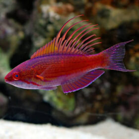 Paracheilinus Cyaneus