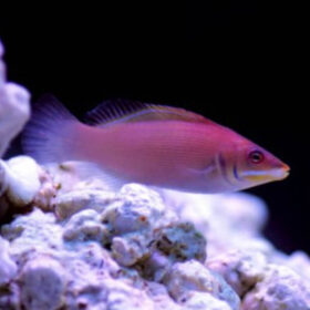 Pseudocheilinus Evanidus