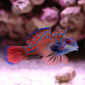 Pterosynchiropus Splendidus Red
