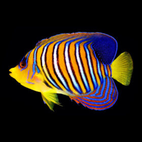 Pygoplites Diacanthus