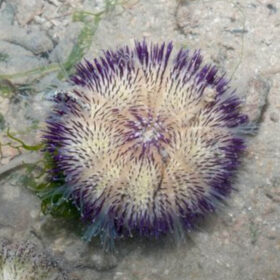Salmacis sea urchin
