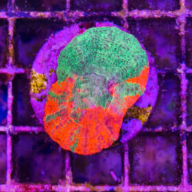 Scolymia Australis Bleeding Apple