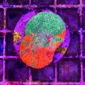 Scolymia Australis Bleeding Apple
