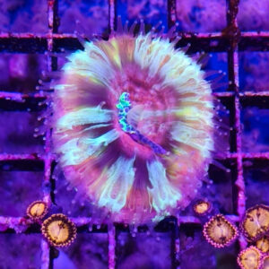 Scolymia Australis Red
