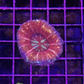 Scolymia Australis Red
