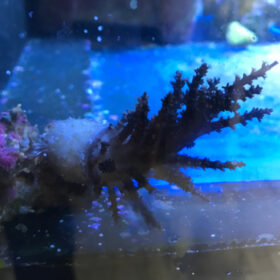 Studeriotes Longiramosa Christmas tree coral