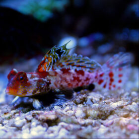 Synchiropus Stellatus