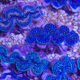Tridacna Maxima Ultra Blue Pacific