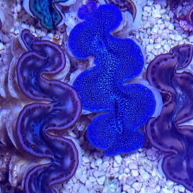 Tridacna maxima Blue