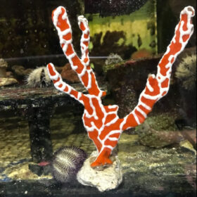 Trikentrion Flabelliforme, Spider Sponge