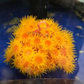 Tubastrea Faulkneri, Sun coral
