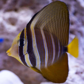 Zebrasoma Veliferum