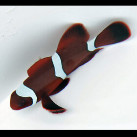 Amphiprion Biaculeatus Maroon clownfish