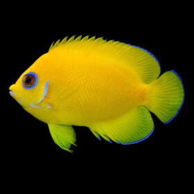 Centropyge Flavissima Lemonpeel Angelfish