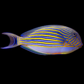 Acanthurus Lineatus