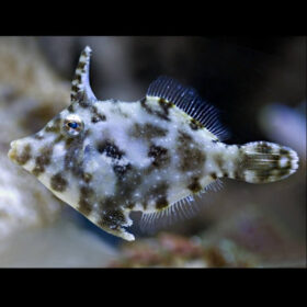Acreichthys Tomentosus